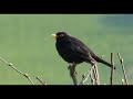ΟΙ ΓΛΥΚΥΤΑΤΕΣ ΦΩΝΕΣ ΤΟΥ ΚΟΤΣΥΦΑ!!! (BlackBird Singing)