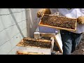 Early April 2019 Hive Inspection