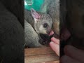 Feeding Brushtail Possum with a baby!