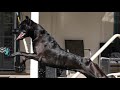 The Canis Panther - A cross of Doberman and Amstaff