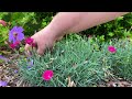 How to Deadhead Dianthus