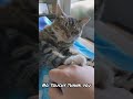 Cat politely refuses to be pet