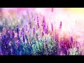 Relaxing Sleep Music •Deep Sleeping Music Stress Relief, Meditation Music (10 Mins)  #meditation