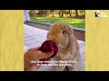 Golden Retriever Picks Apples For His Bunny BFF | The Dodo
