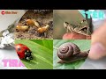 BELAJAR NAMA SERANGGA DALAM BAHASA INGGRIS | NAMES OF INSECT | ANIMALS NAMA BINATANG NAMA HEWAN