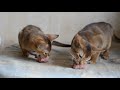 Abyssinian Cats - How much are Abyssinian cats?