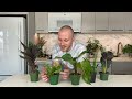 Gabriella Plants Houseplant Unboxing