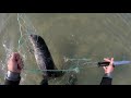 Baby Seal Rescue,   PUP CAUGHT In a Fishing Net!
