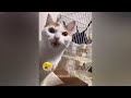 😹 Funny Dog And Cat Videos 😘 Funny And Cute Cats Videos 2024 🤣😸