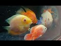 Finally!!🎉 Adding New Giant Fish in my 6ft Monster Aquarium 😍|Nikhil Patle #petsvlog #newfish #vlogs