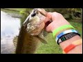 Pond Fishing in DIRT Shallow Water for Bass!