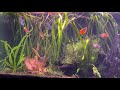 NEW Tetras in 100G Planted Tank