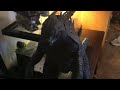 Another Godzilla video