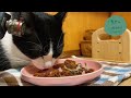 🍙🐈ASMR｜[90min] Collection of chewing sounds of cats eating dry food [High quality sound/].