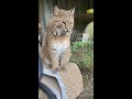 Chatting with the World's Prettiest Bobcat #shorts #animals