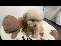 Petting a stuffed dog in front of a jealousy dog...