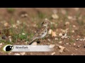 BTO Bird ID - Skylark & Woodlark