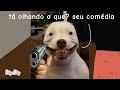 olha que cachorro manso