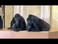 Mild-mannered sister gorilla furious with brother💢 Shabani family