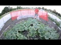 Grow Big Pumpkins - Vine Burying, Pollination, Vine Training
