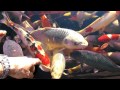 Koi Fish Pond Well Stocked with Big pet Koi Fish