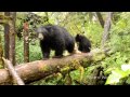 Black Bear with Spirit Bear and Black Bear Cubs