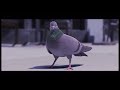 Emmit Fenn - Who Dat (Official Pigeon Music Video)