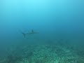 more reef sharks off San Pedro, Belize