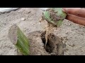 Grow Aloe Vera Plant From Aloe Vera | How To Grow Aloe Vera Plant From A Single Leaf