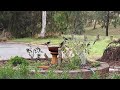 Rosella vs Magpie at our bird bath