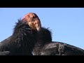 California Condor Spotting at Iconic Navajo Bridge
