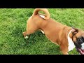 Pure Blood Line Pups - Boxer Dogs