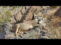 California desert mule deer hunt