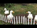 What’s going on?! Duck conversations. #quack #duckconversation #ducks #cute