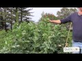 How to Grow Broad Beans - Video Tutorial