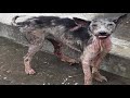 A Stray Dogs Documentary Trailer