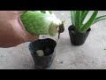 How To Plant Aloe Vera From A Cutting