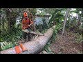 The house is in great danger  !! cut mahogany tree leaning against the house