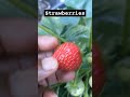 Strawberries First in Summer