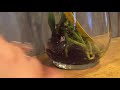 Water culture orchid- How I deal with root rot