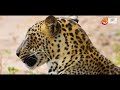 Yala Safari  Sri Lanka - Crocodile, Deer, Majestic Leopard, Rare Bird, Bear, Elephant -  යාල සෆාරි