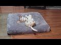 Cute Beagle Being Cute