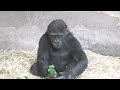 Even if it's time to part, Momoka and Riki are eternal siblings! . Ueno Zoo, Western Gorilla