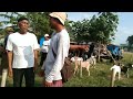 1500 Nego!! Dapat Kambing Yang Aneh Diwut Diwut Kepalanya