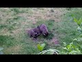 Raccoon Family (2) -- July 4, 2020