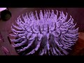 Creepy 3D Zoetrope: The Bone Urchin