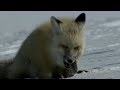 Wolf Pack Survives Harsh 20FT Snow In Yellowstone National Park | White Wolf Documentary