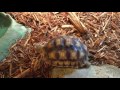 The BEST Sulcata Tortoise Enclosure Tutorial