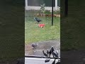 Clever crow