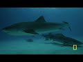Tiger Sharks' Superpowered Jaws | SharkFest | National Geographic